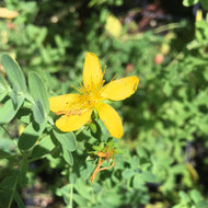 Hypericum perforatum (info) | St. Johns Wort (info)