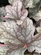 Heuchera x villosa 'Grande Amethyst' (1 qt) | Grande Amethyst Coral Bells (1 qt)