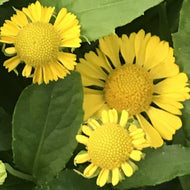 Helenium autumnal 'Mariachi Sombrero' (1 qt) | Sneezeweed (1 qt)
