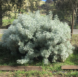 Artemisia arborescens (1 qt) | Tree Wormwood (1 qt)