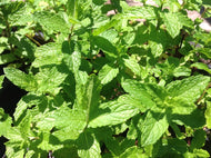 Mentha spicata cv. 'Moroccan Mint' (4