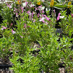 Salvia greggii 'Mirage Pink' (1 qt) | Mirage Pink Autumn Sage (1 qt)
