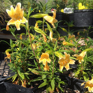 Mimulus x aurantiacus 'Eleanor' (1 qt) | Eleanor Sticky Monkey Flower (1 qt)