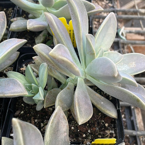grey ghost succulent Graptopetalum paraguayense (4")