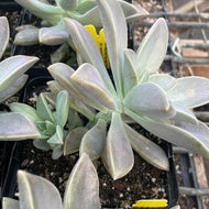 Graptopetalum paraguayense (4