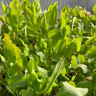 Rumex (3.5