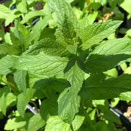 Mentha spicata cv. (4