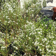 Aster ericoides 'Monte Cassino' (1 qt) | Heath Aster (1 qt)