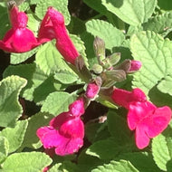 Salvia microphylla 'San Carlos Festival' (1 qt) | San Carlos Festival Sage (1 qt)