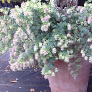 Origanum rotundifolium 'Kent Beauty' (1 qt) | Kent Beauty Oregano (1 qt)