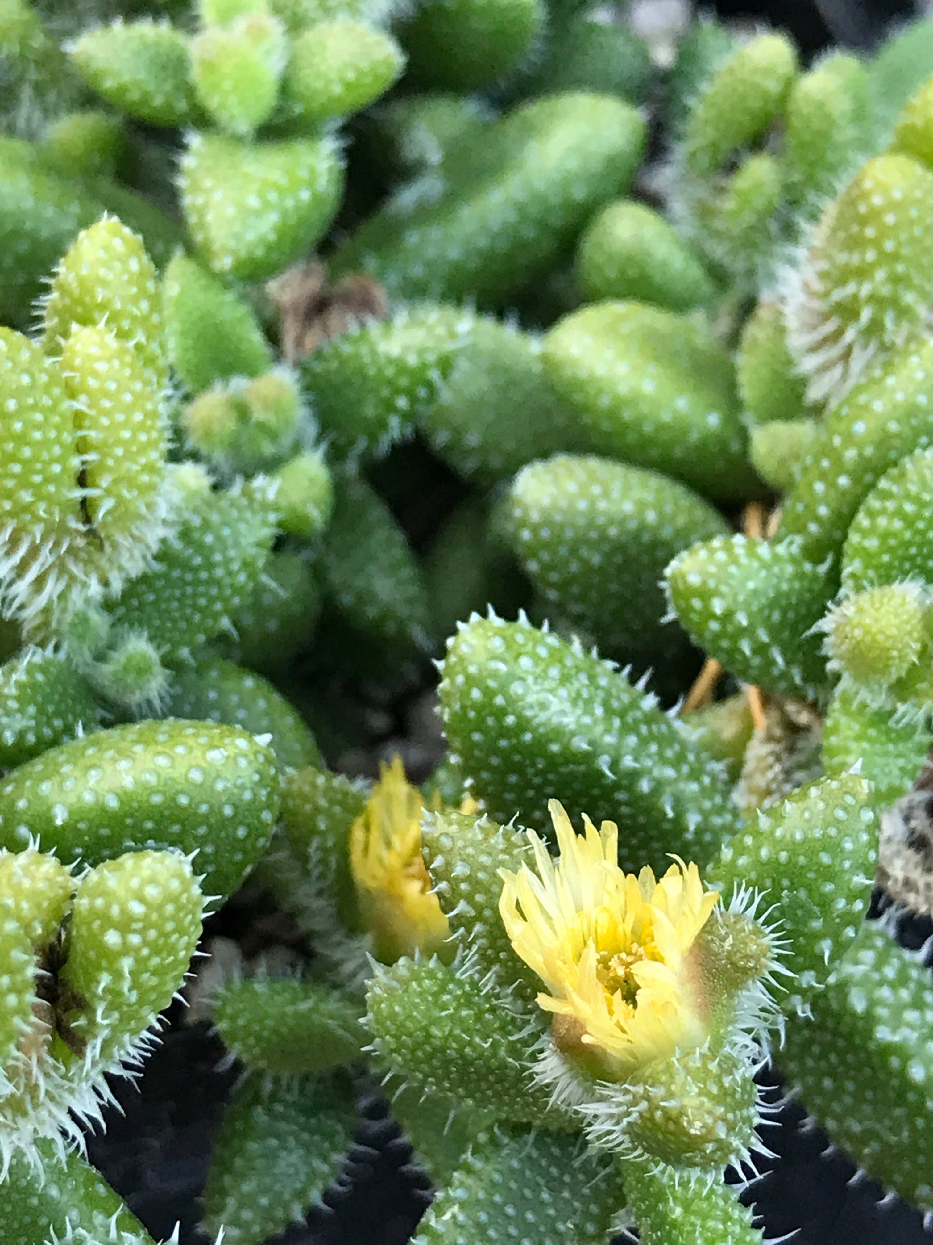 Delosperma echinatum (4