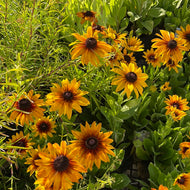 Echibeckia 'Summerina Yellow' (1 qt) | Summerina Yellow Echibeckia (1 qt)