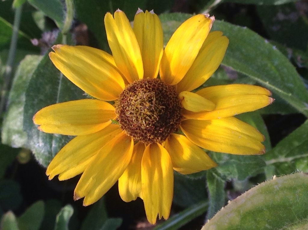 Rudbeckia hirta 'Irish Eyes' | Irish Eyes Black Eyed Susan – Morningsun ...