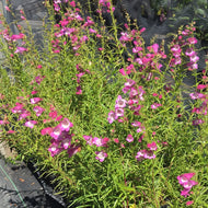 Penstemon x mexicali  'Red Rocks' (1 qt) | Red Rocks Hybrid Beardtongue (1 qt)