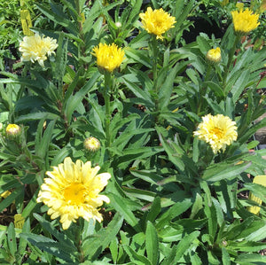 Leucanthemum 'Goldfinch' (1 qt) | Goldfinch Shasta Daisy (1 qt)