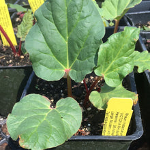 Load image into Gallery viewer, Rheum rhabartarum (4") | Victoria Rhubarb (4")
