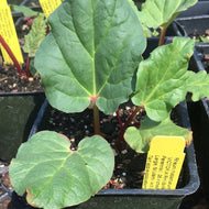 Rheum rhabartarum (4
