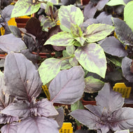 Ocimum basilicum 'Red Boza' (3.5