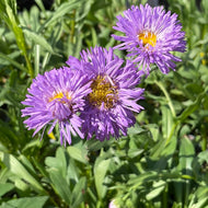 Aster novae-angliae | New England Aster