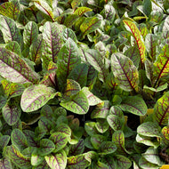 Rumex sanguineus (3.5