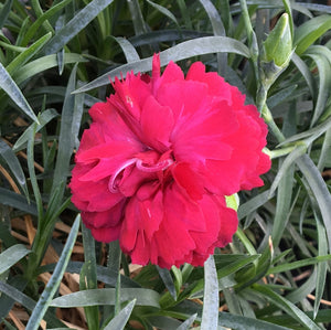 Dianthus 'Ruby's Tuesday' | Ruby's Tuesday Carnation