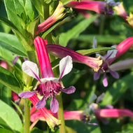 Cuphea 'Starfire Pink' (1 qt) | Starfire Pink Cuphea (1 qt)