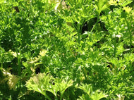 Petroselinum crispum - Curly (3.5