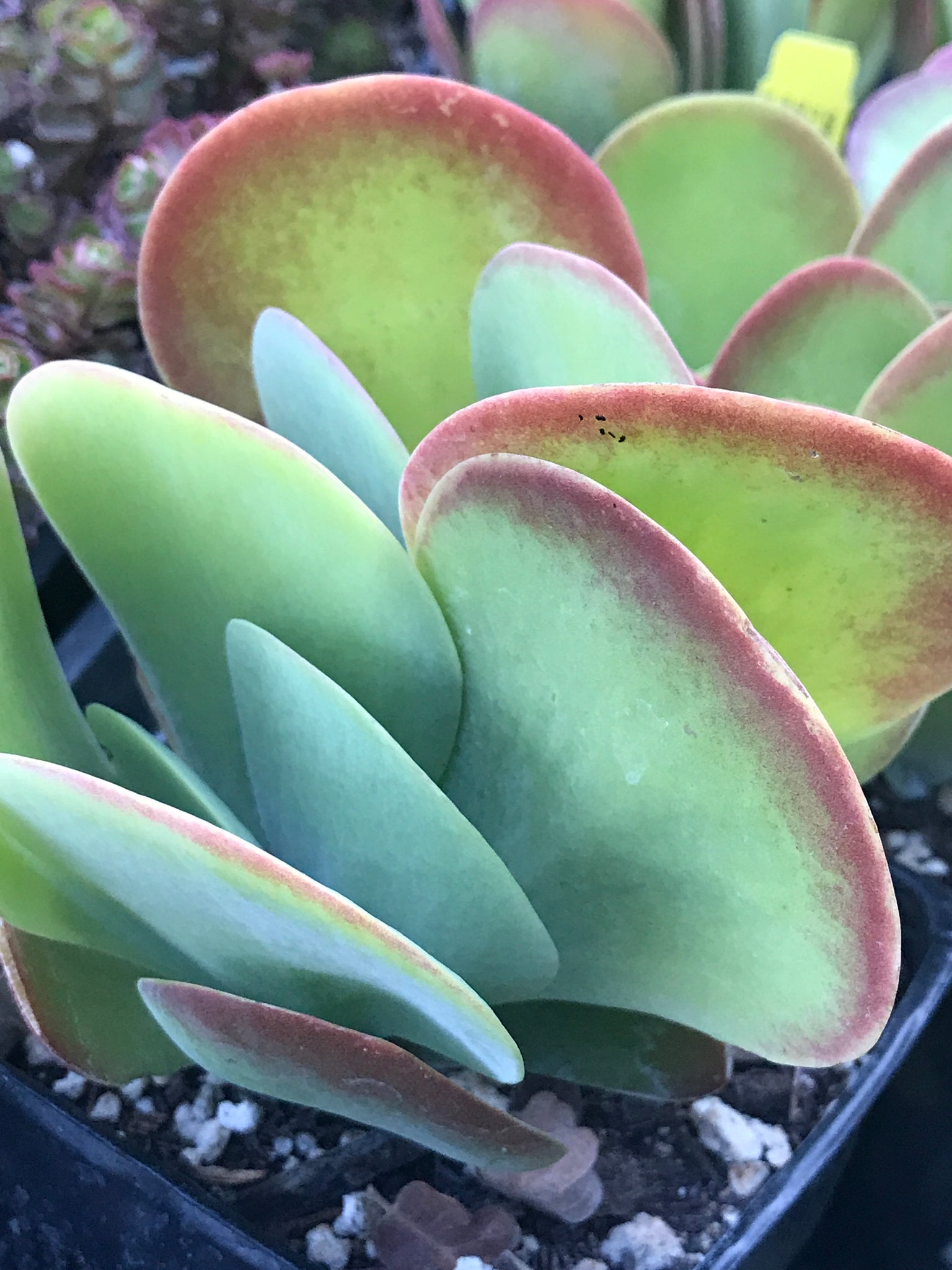 kalanchoe thyrsiflora succulent Kalanchoe thyrsiflora (4")
