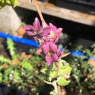 Salvia canariensis 'Lancelot' (1 qt) | Dwarf Canary Island Sage (1 qt)