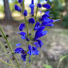 Load image into Gallery viewer, Salvia cacaliifolia (1 qt) | Blue Vine Sage (1 qt)
