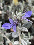 Teucrium fruticans 'Compactum' (1 qt) | Compact Bush Germander (1 qt)