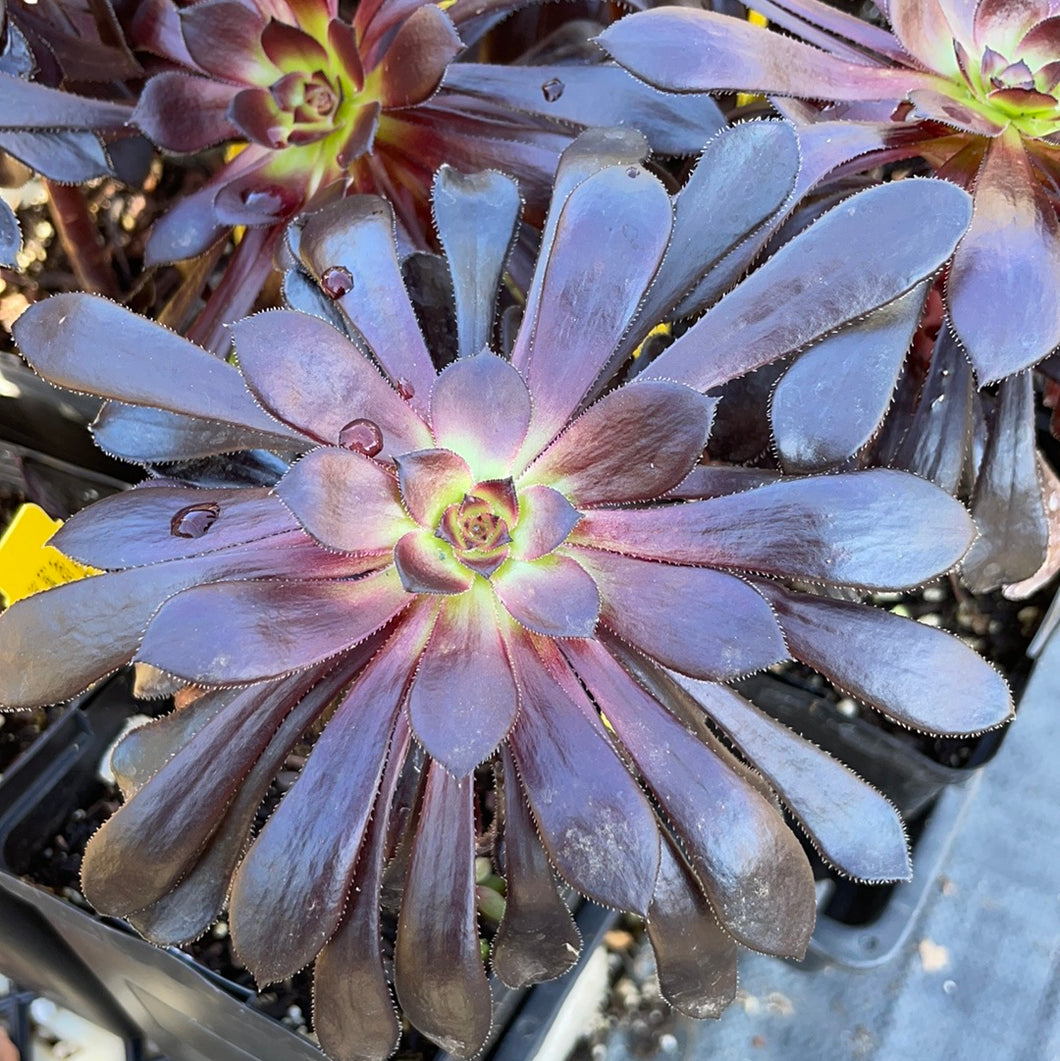 purple aeonium succulent Aeonium arboreum 'Zwartkop' (1 qt)| Large Purple Aeonium (1 qt) – Morningsun Herb Farm
