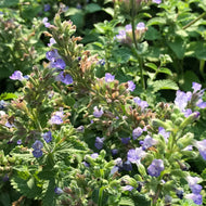 Nepeta faassenii 'Purrsian Blue' (1 qt) | Purrsian Blue Catmint (1 qt)