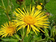 Inula helenium (4