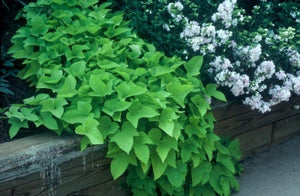 Ipomoea batatas 'Margarita' | Margarita Sweet Potato Vine