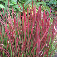 Japanese Blood Grass