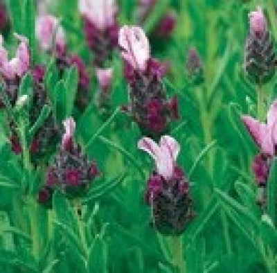 kew red lavender plants Lavandula stoechas 'Kew Red' (4")