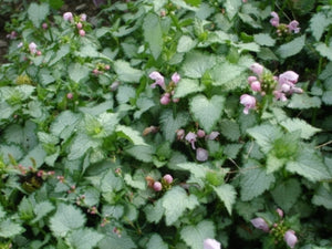 Lamium maculatum 'Pink Pewter' | Variegated Dead Nettles