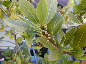 Laurus nobilis (1 qt) | Bay Laurel (1 qt)