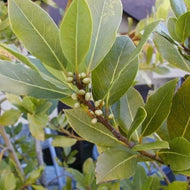 Laurus nobilis (1 qt) | Bay Laurel (1 qt)