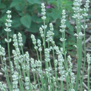 Lavandula angustifolia 'Jean Davis' | Jean Davis English Lavender