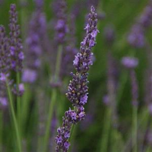 buy phenomenal lavender plants Lavandula x intermedia 'Phenomenal' (4")