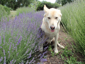 Lavandula angustifolia 'Maillette' | Maillette English lavender