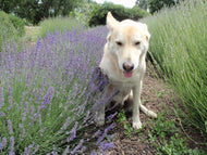 Lavandula angustifolia 'Maillette' (4