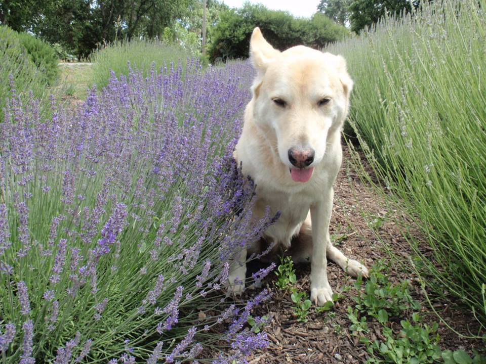 lavender plant for dogs Lavandula angustifolia 'Maillette' (4")