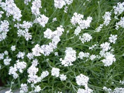 edelweiss lavender seeds Lavandula x intermedia 'Edelweiss' (4")
