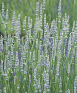 Lavandula x intermedia 'Fred Boutin' (4