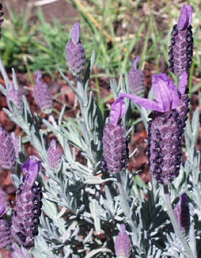 lavender stoechas plants Lavandula stoechas 'Otto Quast' (4")