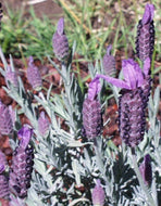 Lavandula stoechas 'Otto Quast' (4