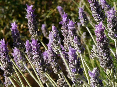 where can i buy french lavender plants Lavandula dentata (4")
